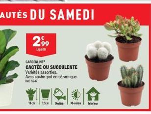 GARDENLINE  CACTÉE OU SUCCULENTE  Variétés assorties. Avec cache-pot en céramique.  Rat 5047  10cm  12cm M  More  Interieur 