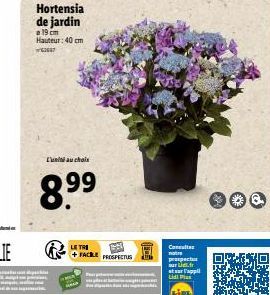 Hortensia de jardin  a 19 cm Hauteur: 40 cm  W62647  L'au choix  8.⁹⁹9  LE TRI  +FACILE PROSPECTS  மண்ட்  158  Consulte notre prospect Lif tur l'appl Lidl Pla  LIDL 