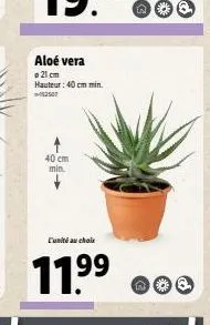 aloe vera 