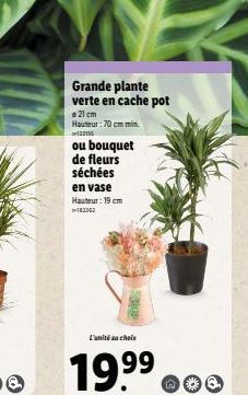 @  Grande plante verte en cache pot  © 21 cm Hauteur: 70 cm min  122155  ou bouquet de fleurs séchées  en vase Hauteur: 19 cm 182262  L'unité au choix  19.99 