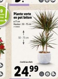 Plante verte en pot béton  17 cm Hauteur: 50-75 cm  1269  50-75 cm  L'unité au chois  24.9⁹⁹  99  no 