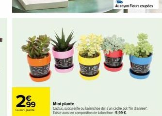 2.99  La mini plante  Mini plante  Cactus, succulente ou kalanchoe dans un cache pot "in d'année" Existe aussi en composition de kalanchoe 5,99 € 