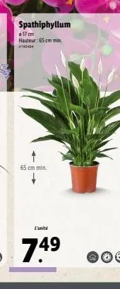 spathiphyllum  o 17 cm hauteur: 65 cm min. 44  65 cm min.  74⁹  ⓡoo 