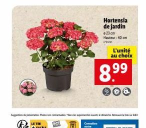 Hortensia de jardin  23 cm Hauteur: 40 cm  12  L'unité au choix  8.9⁹⁹  99 