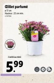 Œillet parfumé  17 cm Hauteur: 22 cm min.  L'unité au choix  5.⁹⁹  **** 