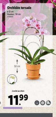 Orchidée torsade  12 cm Hauteur: 50 cm  W40  11.⁹⁹  50 cm  L'unité au chois  €2 