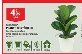 499  Laplarbe  GARDENLINE  PLANTE D'INTÉRIEUR  Variétés assorties.  Avec cache-pot en céramique.  Ref. 0438  15cm 12cm Regler  Mi- Interie 