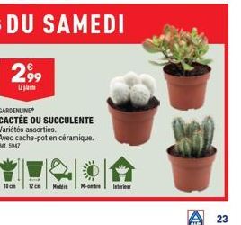 GARDENLINE  CACTÉE OU SUCCULENTE  Variétés assorties. Avec cache-pot en céramique.  Rat 5047  10cm  12cm M  More  Interieur  AL  23 