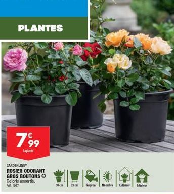 plantes 