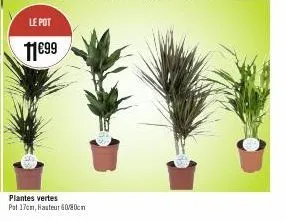 le pot  11€99  plantes vertes  pat 17cm, hauteur 6080cm 