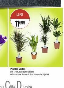 LE POT  11€99  Plantes vertes  Pat 17cm, Hauteur 60/80cm  Offre valable du mardi 4 au dimanche 9 juillet 