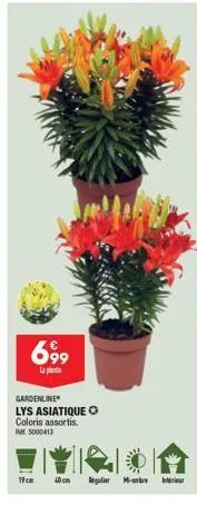 699  la plant  gardenline  lys asiatique o  coloris assortis.  rm 5000413  19cm 40cm regulier ml-ontre interieur 