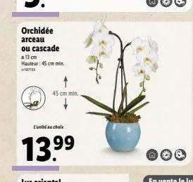 orchidée arceau ou cascade  a 13 cm hauteur: 45 cm min 712  45 cm min.  l'unité au choix  13.99 