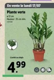 l'unité uchol  en vente le lundi 17/07  plante verte  12 cm hauteur: 35cm min. 51259  w 
