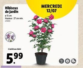 Hibiscus de jardin  15 cm Hauteur: 27 cm min. 14  L'unité au choix  5.⁹⁹  MERCREDI 12/07 