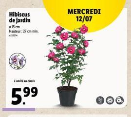 Hibiscus de jardin  15 cm Hauteur: 27 cm min. 14  L'unité au choix  5.⁹⁹  MERCREDI 12/07 
