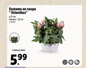 Eustoma en coupe "lisianthus"  21 cm Hauteur: 22 cm  ICO  L'unité au choix  5.⁹⁹  Q  