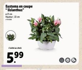 Eustoma en coupe "lisianthus"  21 cm Hauteur: 22 cm  ICO  L'unité au choix  5.⁹⁹  Q  