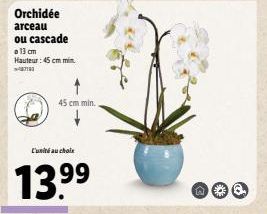 Orchidée arceau ou cascade  a 13 cm Hauteur: 45 cm min 712  45 cm min.  L'unité au choix  13.99 