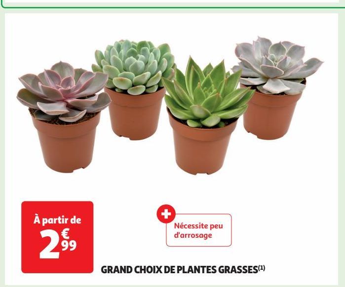 GRAND CHOIX DE PLANTES GRASSES 