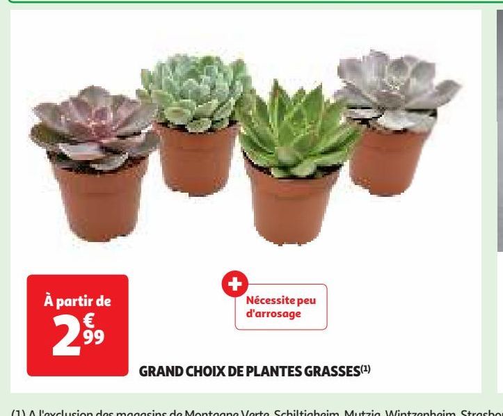GRAND CHOIX DE PLANTES GRASSES(1)