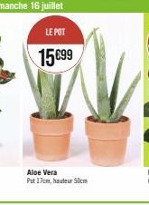 LE POT  15 €99  Aloe Vera  Put 17cm, hauteur 50cm 