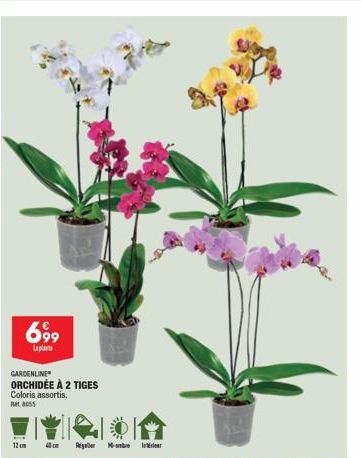 699  Laplante  GARDENLINE ORCHIDÉE À 2 TIGES Coloris assortis.  Ret 8055  12cm  Regoller  - ir 