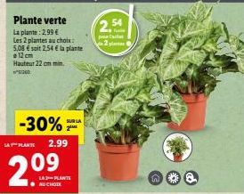 plantes 