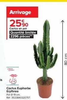 com  arrivage 25%  cactus en pot quantité limitée 2296 pièces**  cactus euphorbe erythrea  pot ø 19 cm.  ref. 3533840320757.  80 cm 
