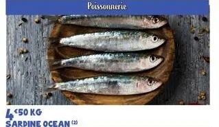450 kg sardine ocean (2)  poissonnerie 