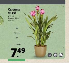 Curcuma en pot  14 cm Hauteur 50 cm  795  50 cm  L'unité  74⁹  IM 