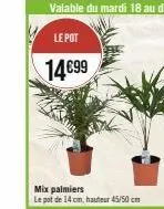 mix palmiers  le pot de 14 cm, hauteur 45/50 cm 