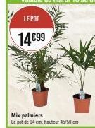 Mix palmiers  Le pot de 14 cm, hauteur 45/50cm 