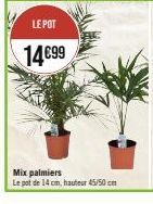 Mix palmiers  Le pot de 14 cm, hauteur 45/50 cm 