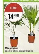 mix palmiers  le pot de 14 cm, hauteur 45/50 cm 
