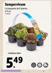 Promo - Sempervivum : Banquette de 6 Plantes, 9cm de Hauteur, 5.4⁹ de Largeur, 49 de Profondeur ⓇO !