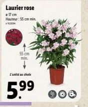 laurier rose: hauteur minimum de 55cm à seulement 5.99€ en 2004!