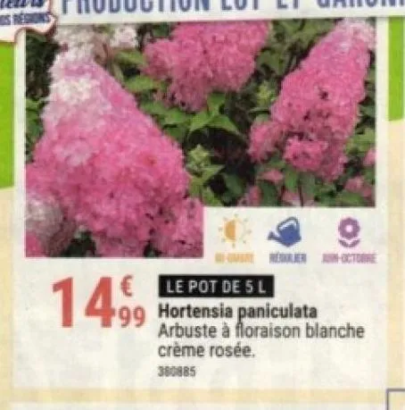 hortensia paniculata