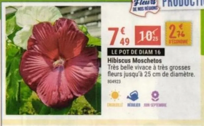 hibiscus moschetos