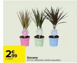 2⁹9  99 dracaena  11 cm. différentes variétés disponibles 