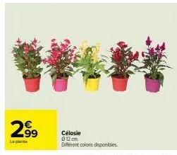 2.99  la ple  célosie 012 cm different colors disponibles. 