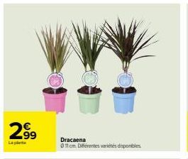 2⁹9  99 Dracaena  11 cm. Différentes variétés disponibles 