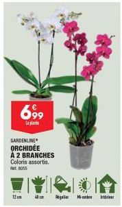 Gardenline Orchidée à 2 Branches, Coloris Assortis : Profitez de Fr. 8055 - 12cm, Mi-ombre.