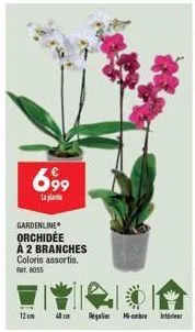 gardenline orchidée à 2 branches, coloris assortis : profitez de fr. 8055 - 12cm, mi-ombre.