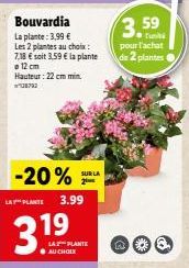 plantes Lay's