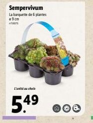 Offre Spéciale : Banquette de Plantes Sempervivum avec 9cm de Hauteur - 5.4⁹ - 49 ⓇO !