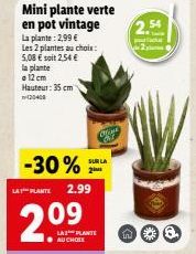 Mini Plantes Vertes en pot Vintage - 2,09€ et 2,54€ la plante ! - 12 cm de hauteur, 35 cm de hauteur - -30% promo spéciale !