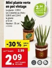 mini plantes vertes en pot vintage - 2,09€ et 2,54€ la plante ! - 12 cm de hauteur, 35 cm de hauteur - -30% promo spéciale !
