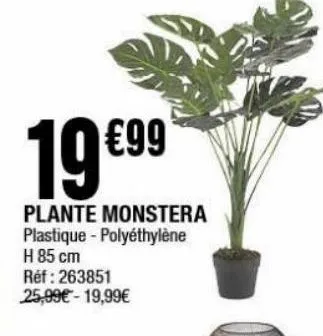plante monstera