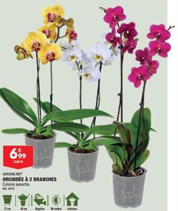 Pavillon Orchidée GARDENLINE à 2 Branches - Coloris Assortis, 12 cm, Mi-Ombre - 4 sur Regulier.